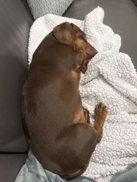 A dachshund Brittany has cared for asleep under a blanket